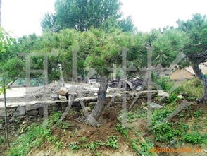 供應工程苗油松3-7m 價格、廠商與選購指南