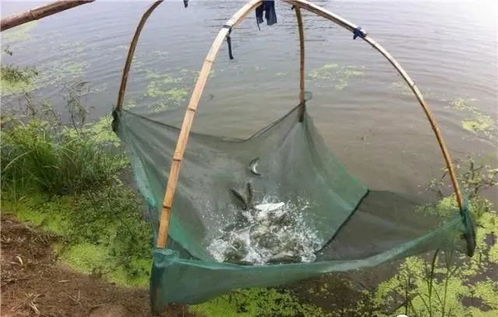 內(nèi)陸水產(chǎn)養(yǎng)殖銷(xiāo)售 把握未來(lái)趨勢(shì)，養(yǎng)殖者行動(dòng)指南